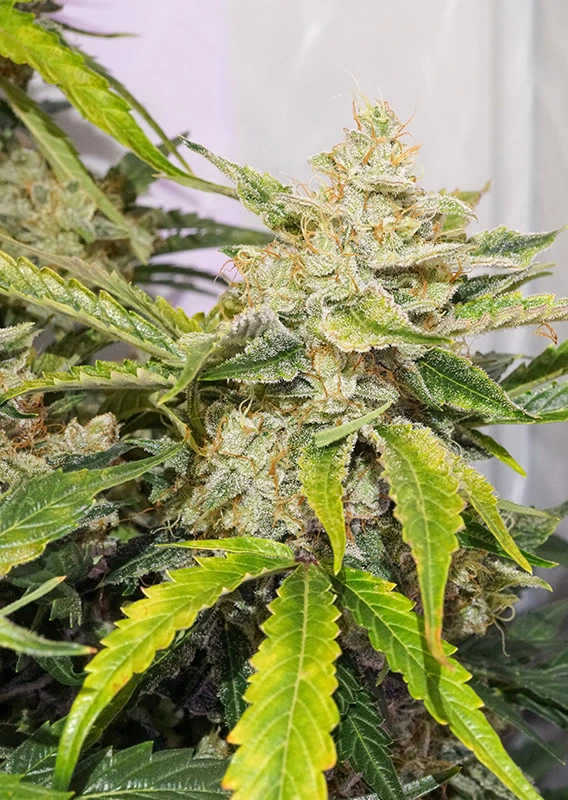Dutch Passion Cannabis Seeds Auto Skywalker Haze® Autoflowering 100 db