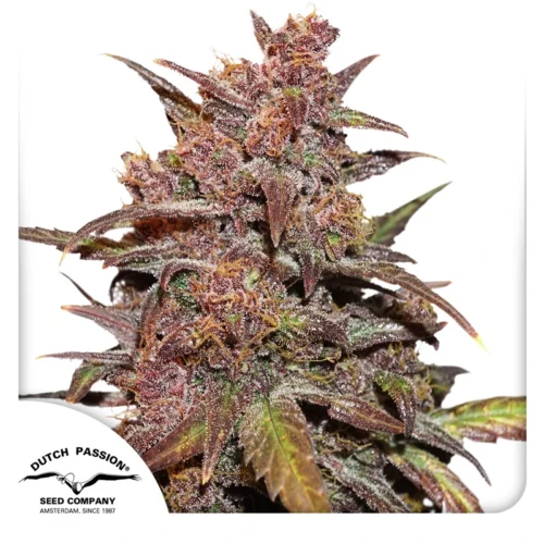 Dutch Passion Cannabis Seeds CBD Auto Blackberry Kush® Autoflowering 100 db