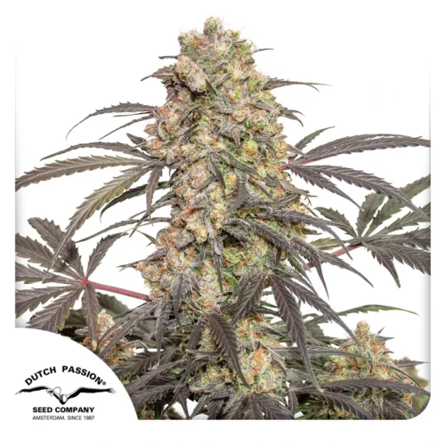Dutch Passion A Cannabis Seeds Passion Fruit® nőiesített 100 db