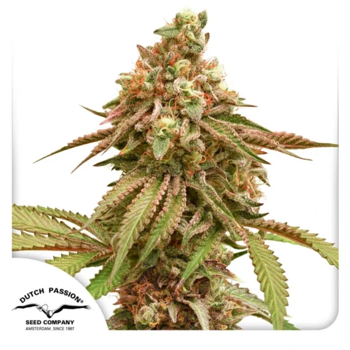 Dutch Passion Cannabis Seeds Tropical Tangie Feminized 100 db