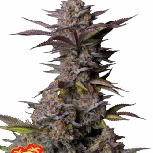 Fast Buds Cannabis Seeds Tropicana Cookies FF 100 db
