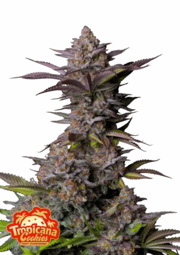 Fast Buds Cannabis Seeds Tropicana Cookies FF 100 db