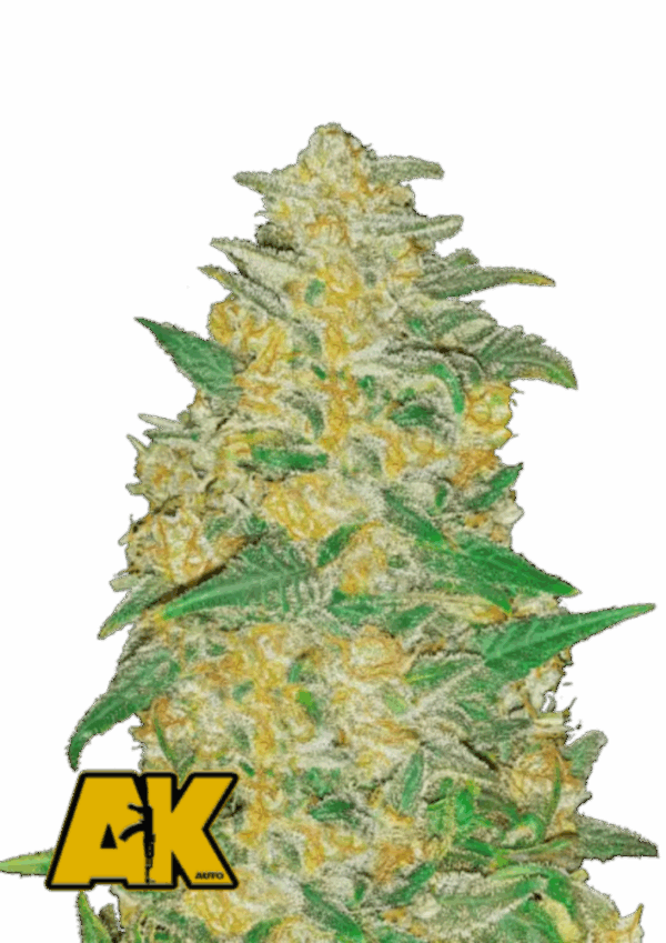 Fast Buds Cannabis Seeds AK Auto 3 pár