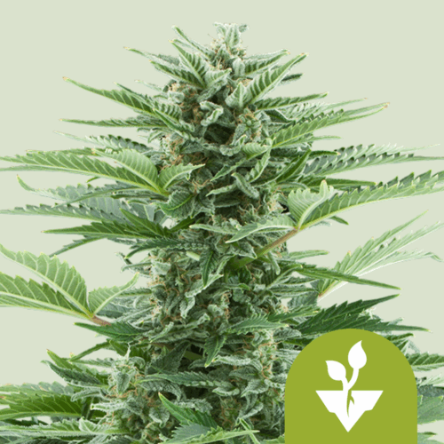 Royal Queen Seeds Cannabis Seeds Easy Bud Auto 25 db