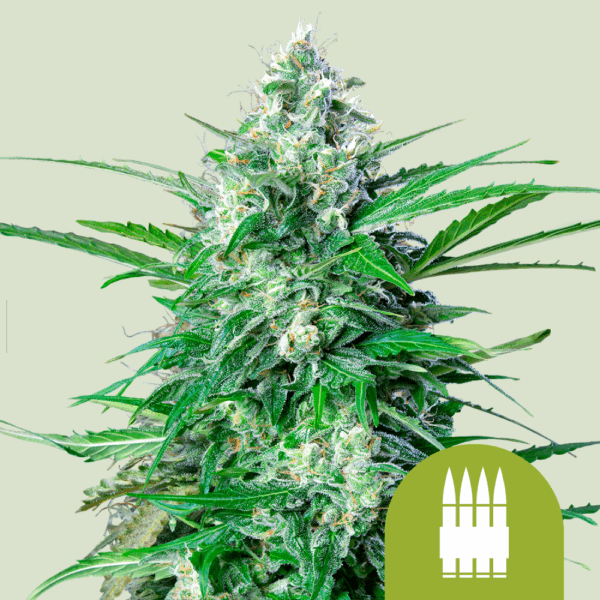 Royal Queen Seeds Cannabis Seeds Royal AK Auto 25 db