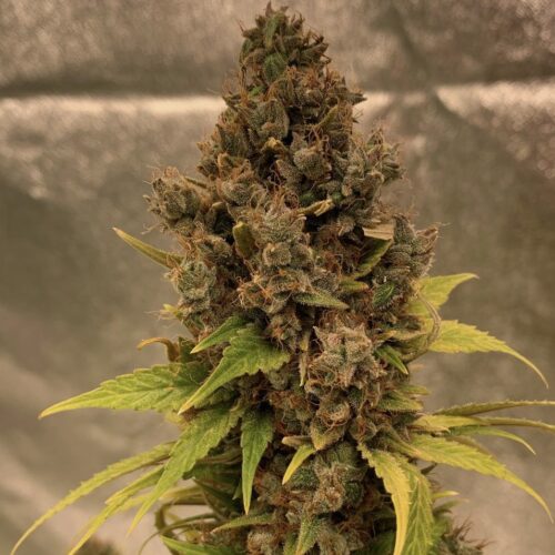 Doctor´s Choice Seeds Diesel Fast F1 BX Regular 10 db