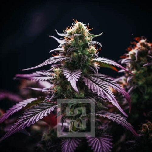 Blimburn Seeds Cannabis Seeds Sirius Black Feminized 100 db