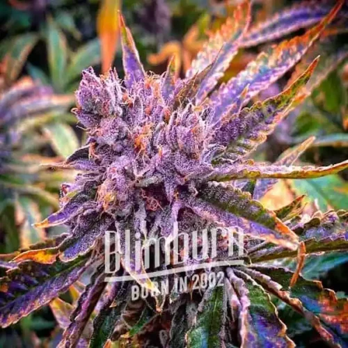 Blimburn Seeds Cannabis Seeds Gorilla Purple Auto 100 db