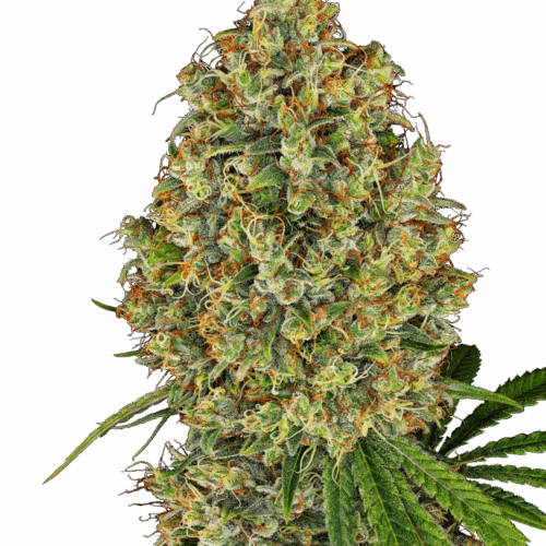 Sensi Seeds Cannabis Seeds AK-420 Feminized by White Label