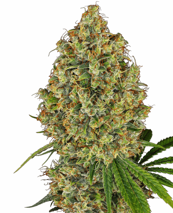 Sensi Seeds Cannabis Seeds AK-420 Feminized by White Label