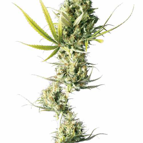 Sensi Seeds Cannabis Seeds Durban® Regular