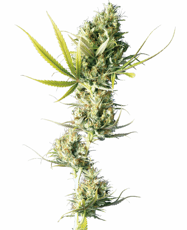 Sensi Seeds Cannabis Seeds Durban® Regular