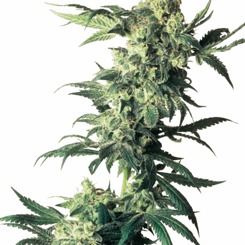 Sensi Seeds Cannabis Seeds Northern Lights® feminizált