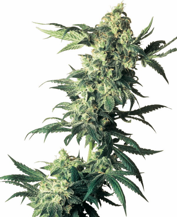 Sensi Seeds Cannabis Seeds Northern Lights® feminizált