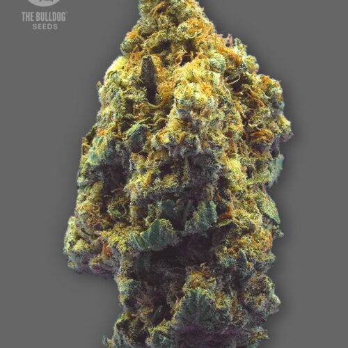 The Bulldog Seeds TB Kush Feminized