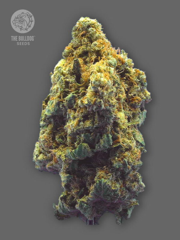 The Bulldog Seeds TB Kush Feminized