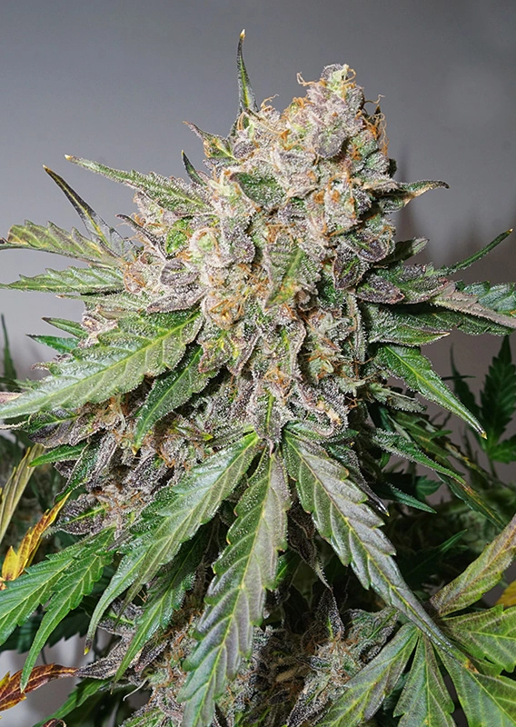 Dutch Passion Cannabis Seeds Auto Gluebery OG® Autoflowering 100 db