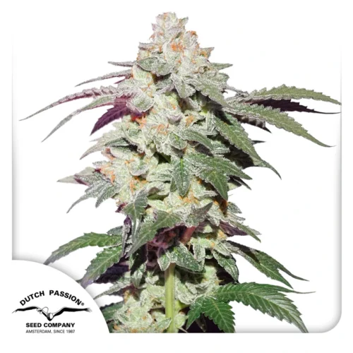 Dutch Passion Cannabis Seeds Skywalker Haze Nőiesített 100 db