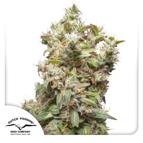 Dutch Passion Cannabis Seeds THC-Victory Feminized 100 db