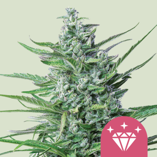 Royal Queen Seeds Cannabis Seeds Special Kush #1 Feminized 25 db
