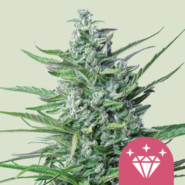 Royal Queen Seeds Cannabis Seeds Special Kush #1 Feminized 25 db