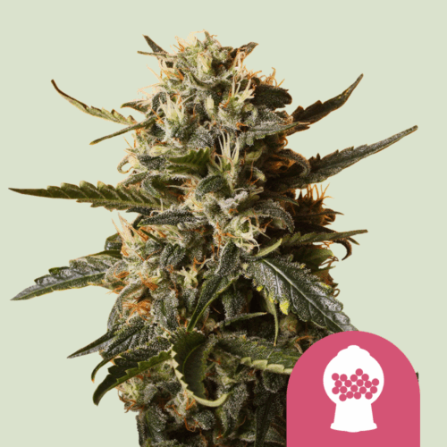 Royal Queen Seeds Cannabis Seeds Bubblegum XL Feminized 25 db