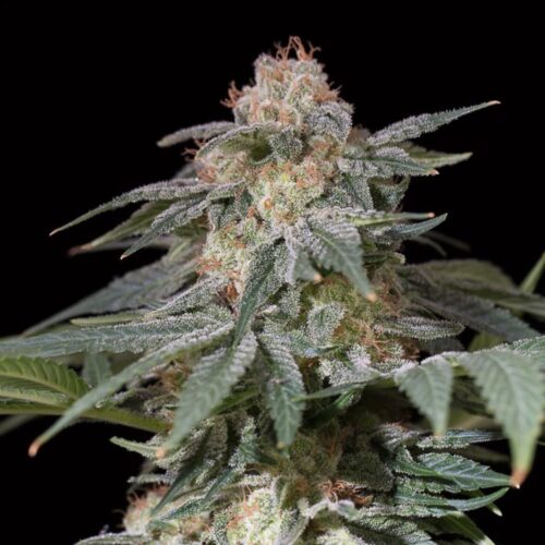 Silent Seeds Cannabis Seeds Lemon Tree Fast by Lemon Tree Feminized 10 db