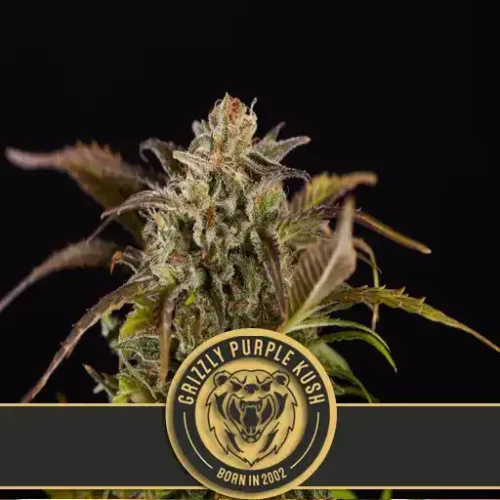 Blimburn Seeds Cannabis Seeds Grizzly Purple Kush Nőiesített 3 pár