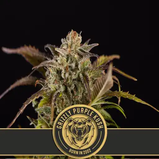 Blimburn Seeds Cannabis Seeds Grizzly Purple Kush Nőiesített 3 pár