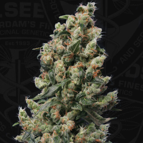 T.H.Seeds™ Cannabis Seeds Kushage™