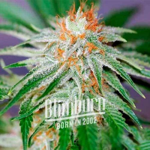 Blimburn Seeds Cannabis Seeds Red Dragon Nőiesített 100 db