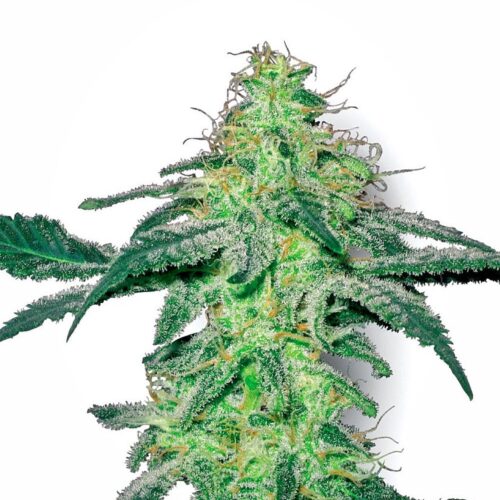 Sensi Seeds Cannabis Seeds White Skunk Regular