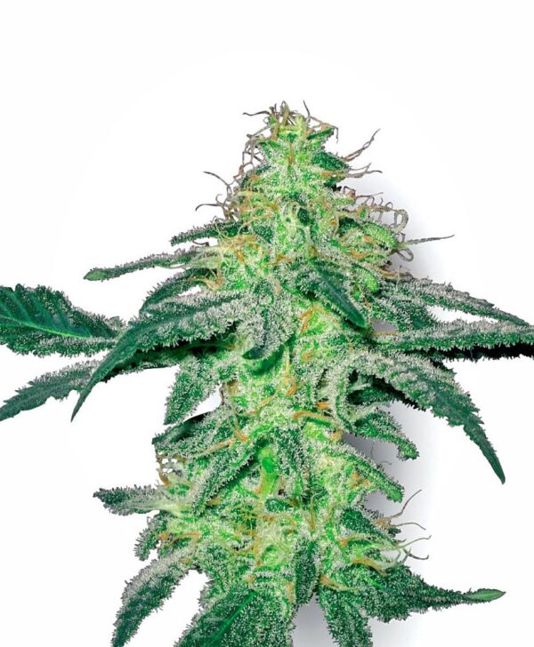 Sensi Seeds Cannabis Seeds White Skunk Regular