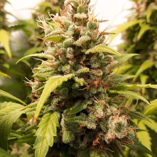Dutch Passion Cannabis Seeds Auto Critical Orange Punch® Autoflowering 100 db