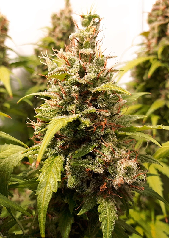 Dutch Passion Cannabis Seeds Auto Critical Orange Punch® Autoflowering 100 db