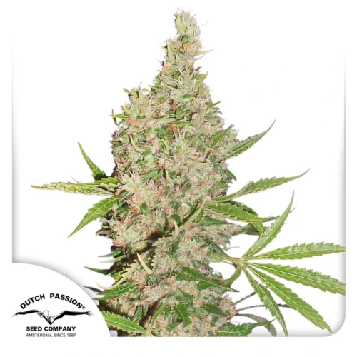 Dutch Passion Cannabis Seeds White Widow x The Ultimate Regular