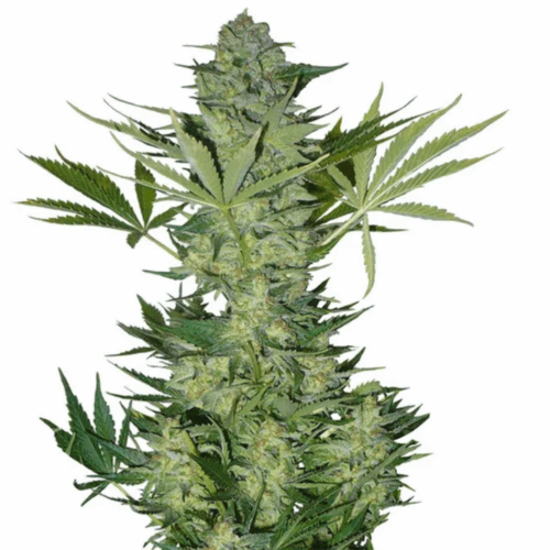 Fast Buds Cannabis Seeds Russian Auto 100 db