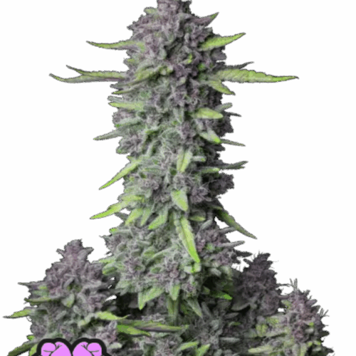 Fast Buds Cannabis Seeds Purple Punch Auto 100 db