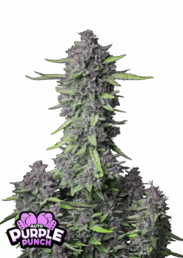 Fast Buds Cannabis Seeds Purple Punch Auto 100 db