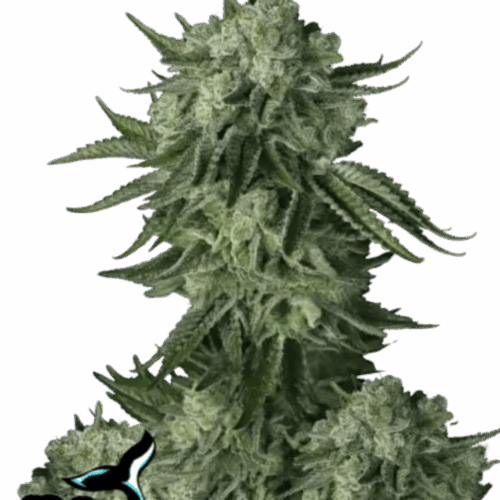 Fast Buds Cannabis Seeds Moby Dick Auto 100 db