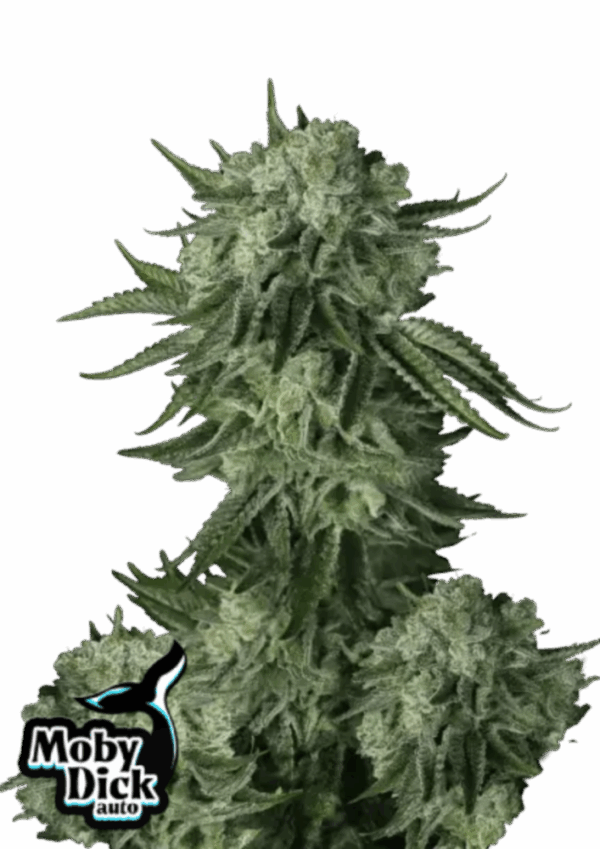 Fast Buds Cannabis Seeds Moby Dick Auto 100 db