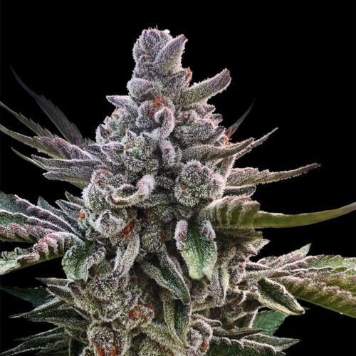 Silent Seeds Egzotikus Cannabis Seeds Acai Jelly – Sherbinskis Feminizált 10 db