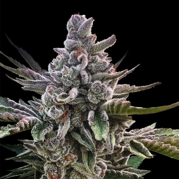 Silent Seeds Egzotikus Cannabis Seeds Acai Jelly – Sherbinskis Feminizált 10 db