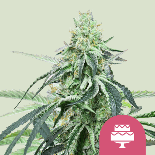 Royal Queen Seeds Cannabis Seeds Wedding Gelato Feminized 25 db