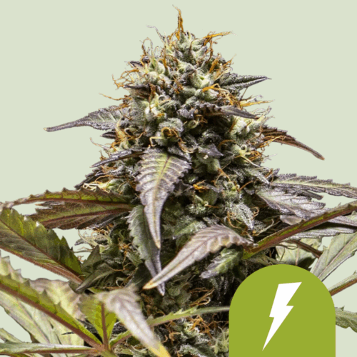Royal Queen Seeds Cannabis Seeds North Thunderfuck Auto 25 db