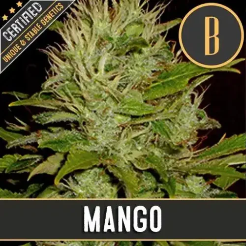 Blimburn Seeds Cannabis Seeds Mango Feminized 3 pár
