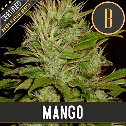 Blimburn Seeds Cannabis Seeds Mango Feminized 3 pár