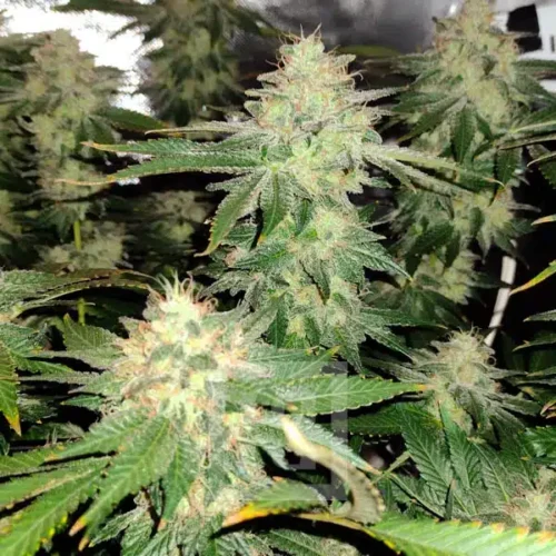 Blimburn Seeds Cannabis Seeds Blackberry Moonstones Feminized 100 db