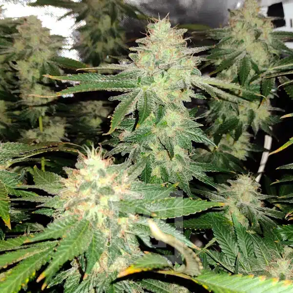 Blimburn Seeds Cannabis Seeds Blackberry Moonstones Feminized 100 db