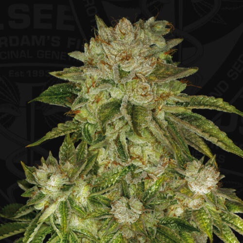 T.H.Seeds™ Cannabis Seeds MK-Ultra™